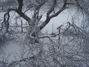 tree damage